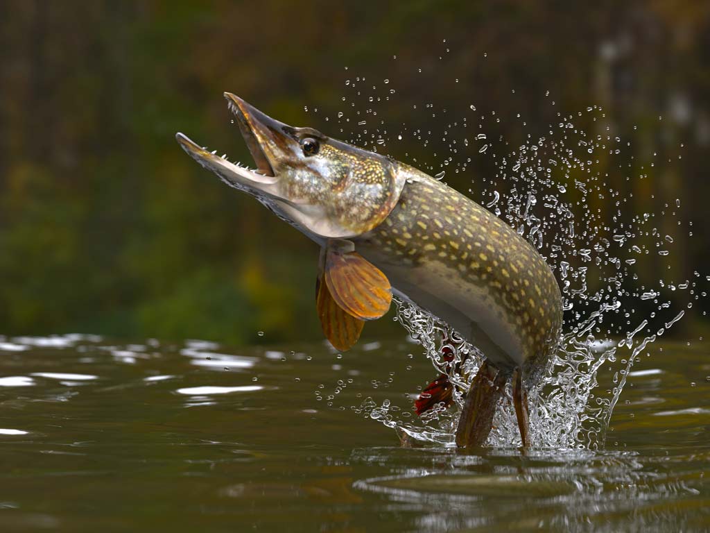A large Fish leaps out of the water with its mouth open, making splashes&mdash;it's a thrilling fishing moment in Minnesota with a blurred natural background.