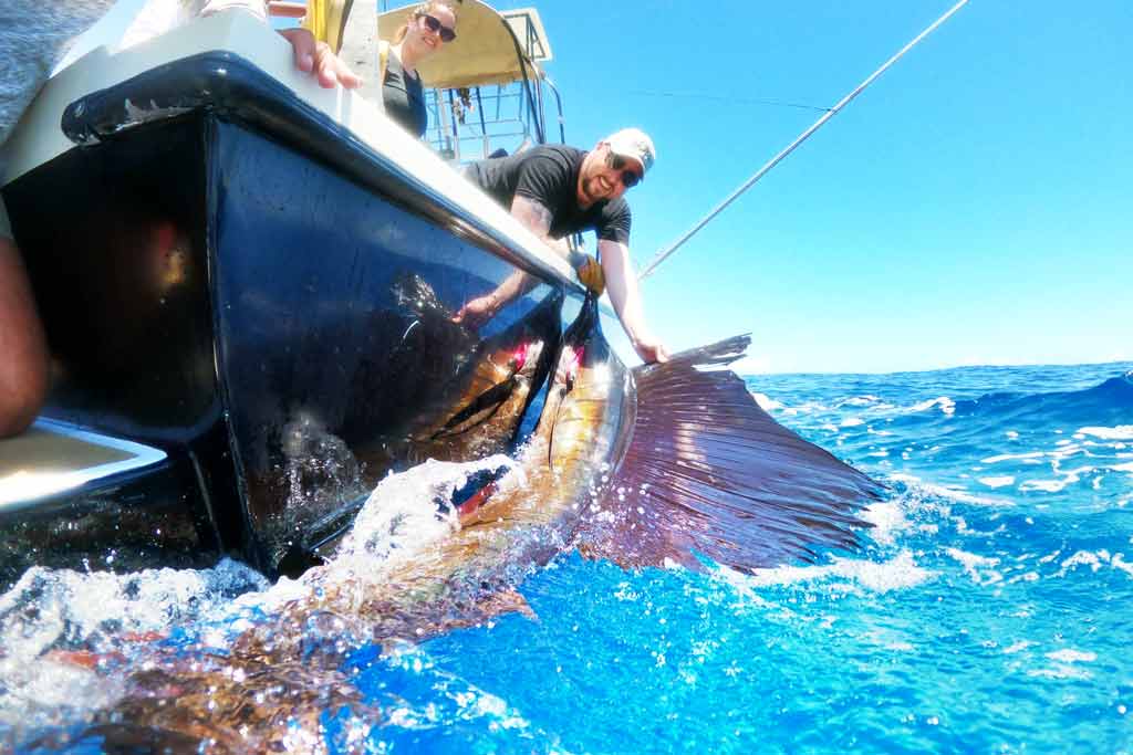 A view from the water of a big Sailfish caught, with a man leaning from the boat to hold it