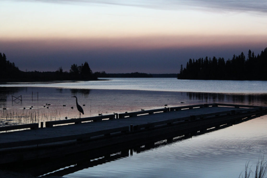First Cranberry Lake at dawn with a pelican standing on a pier.
