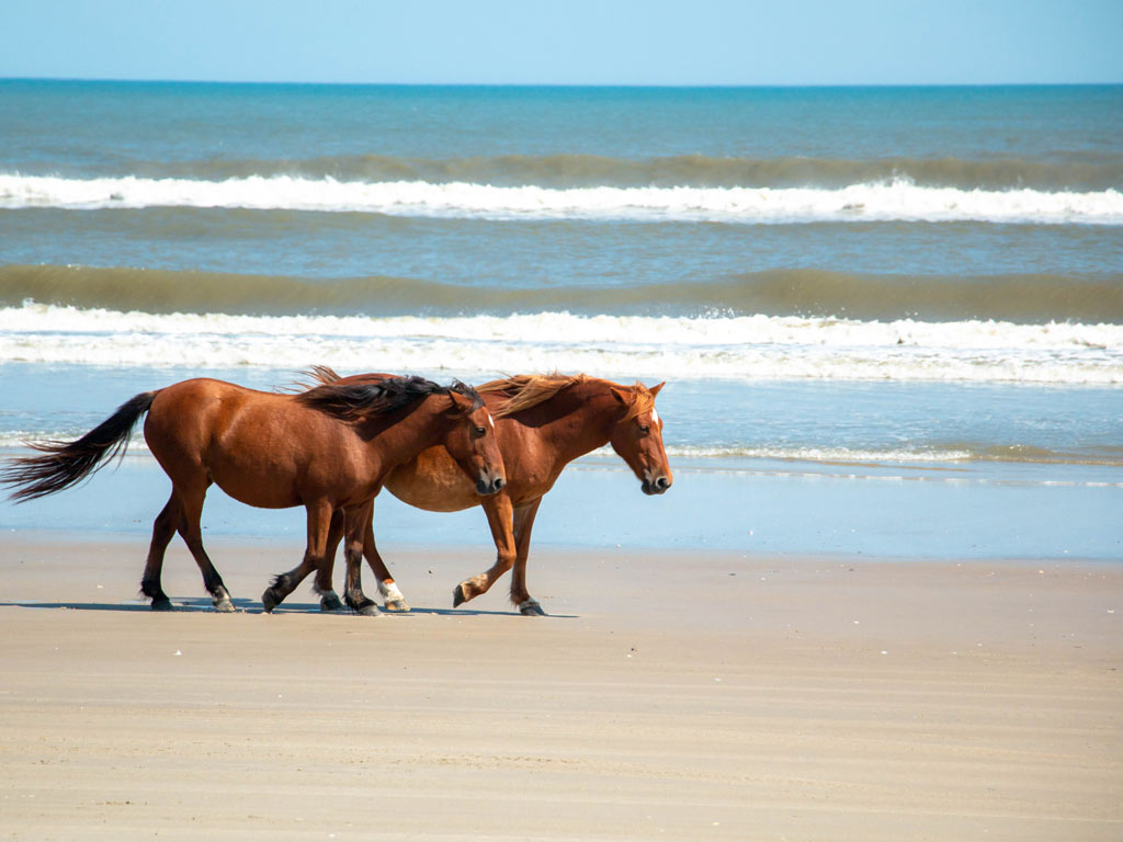 A photo of two mustangs walking along the beach in Outer Banks, with the ocean in the background.