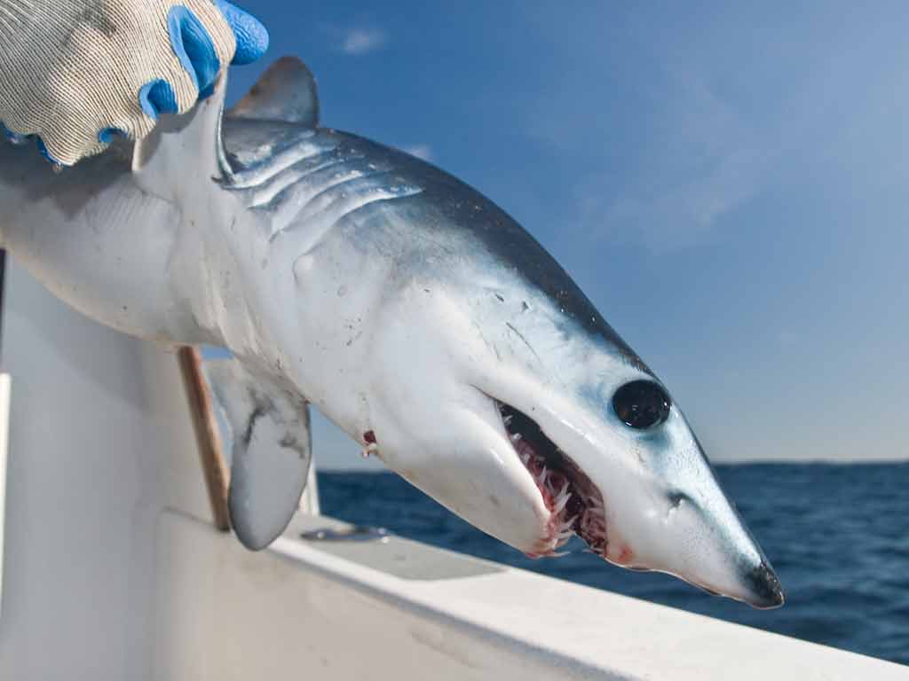 A Mako Shark caught on a bright and sunny day
