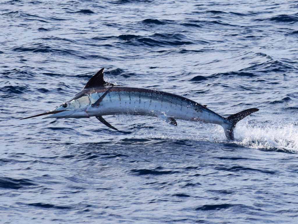 A Striped Marlin leaping out of the water.