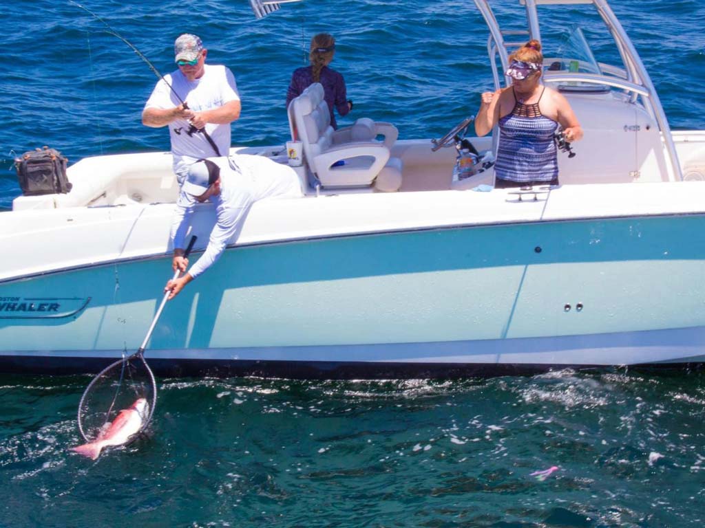 A captain using a net to bring in a Red Snapper his customer caught.