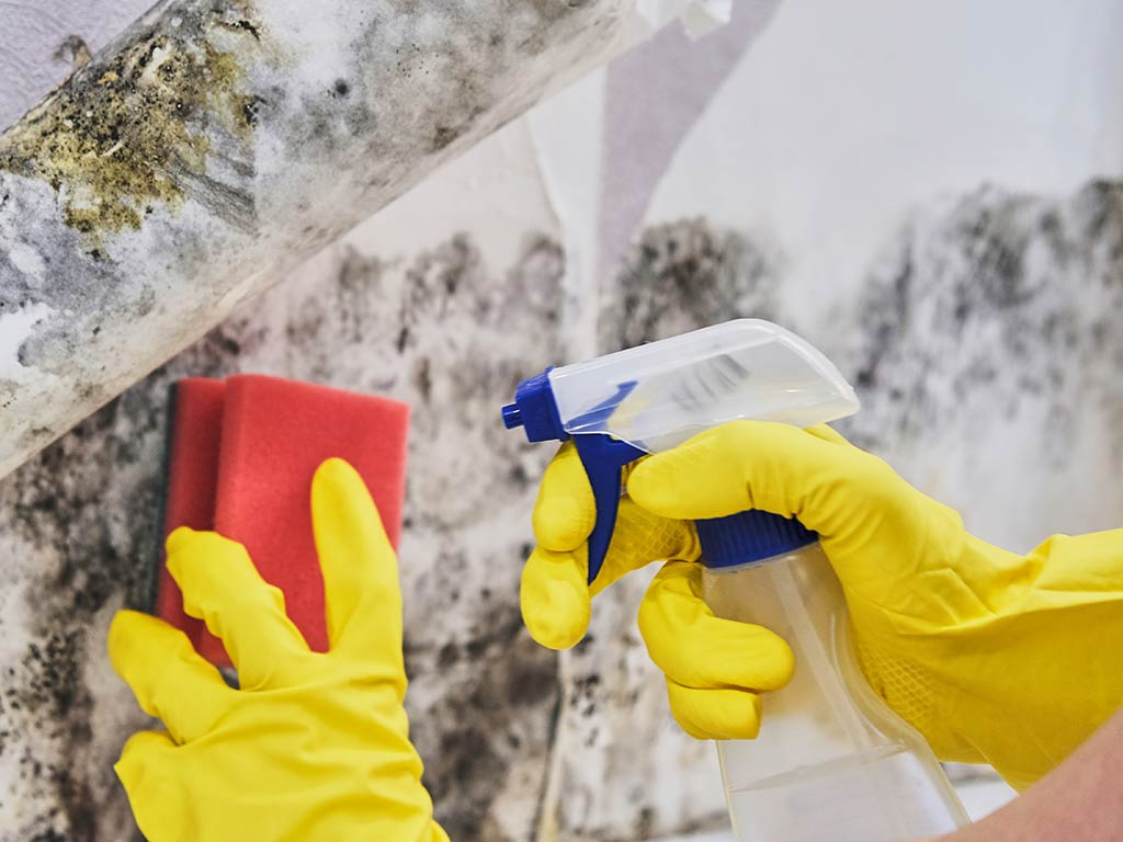 A closeup of a person's hands while they're cleaning a mold-infested surface.