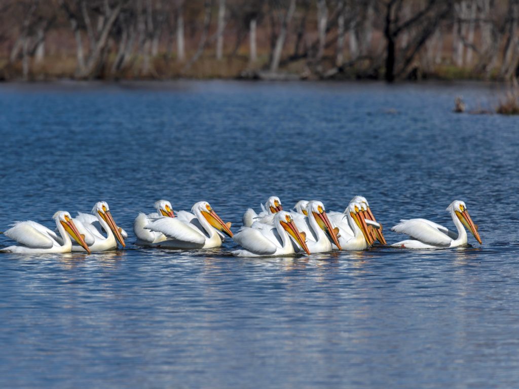 A group of American White Pelicans on Chatfield Reservoir, Denver-Littleton, Colorado