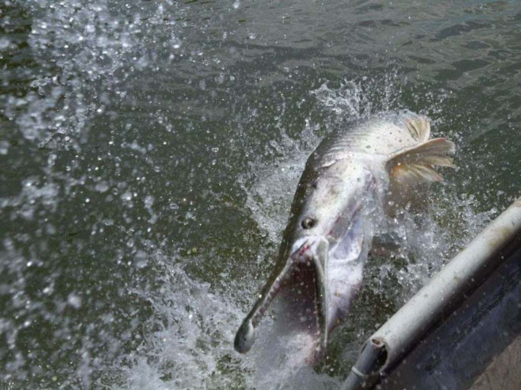 A hooked gar leaping out of the water.