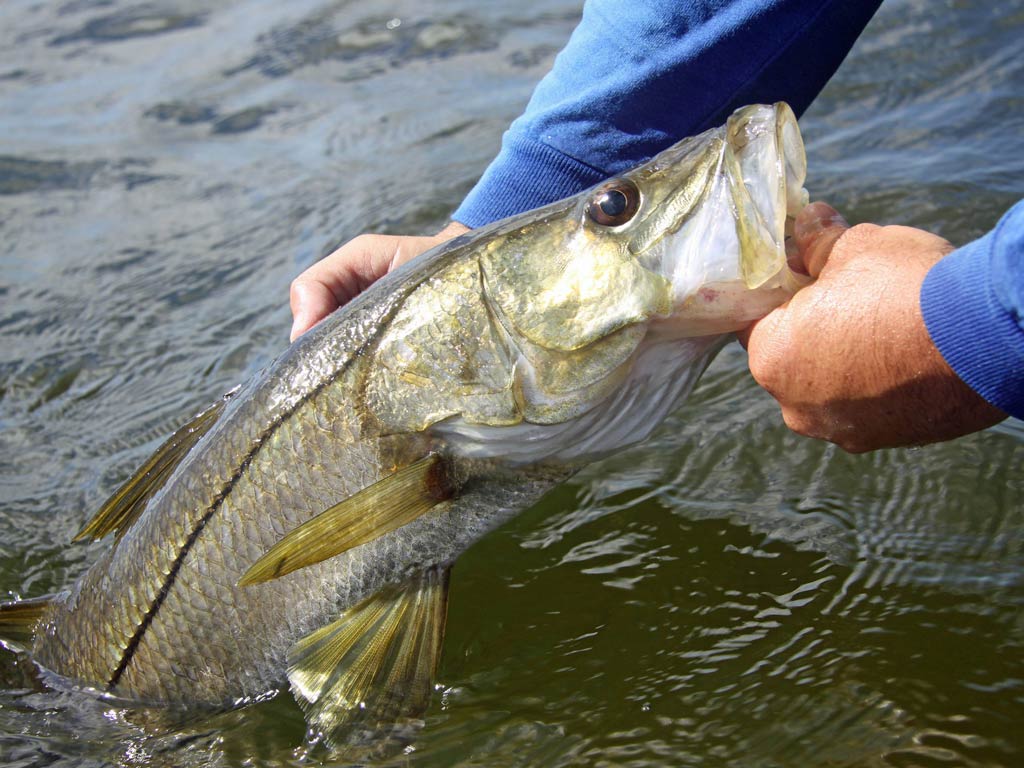 A photo featuring angler’s hands while holding a big Snook partly in the water