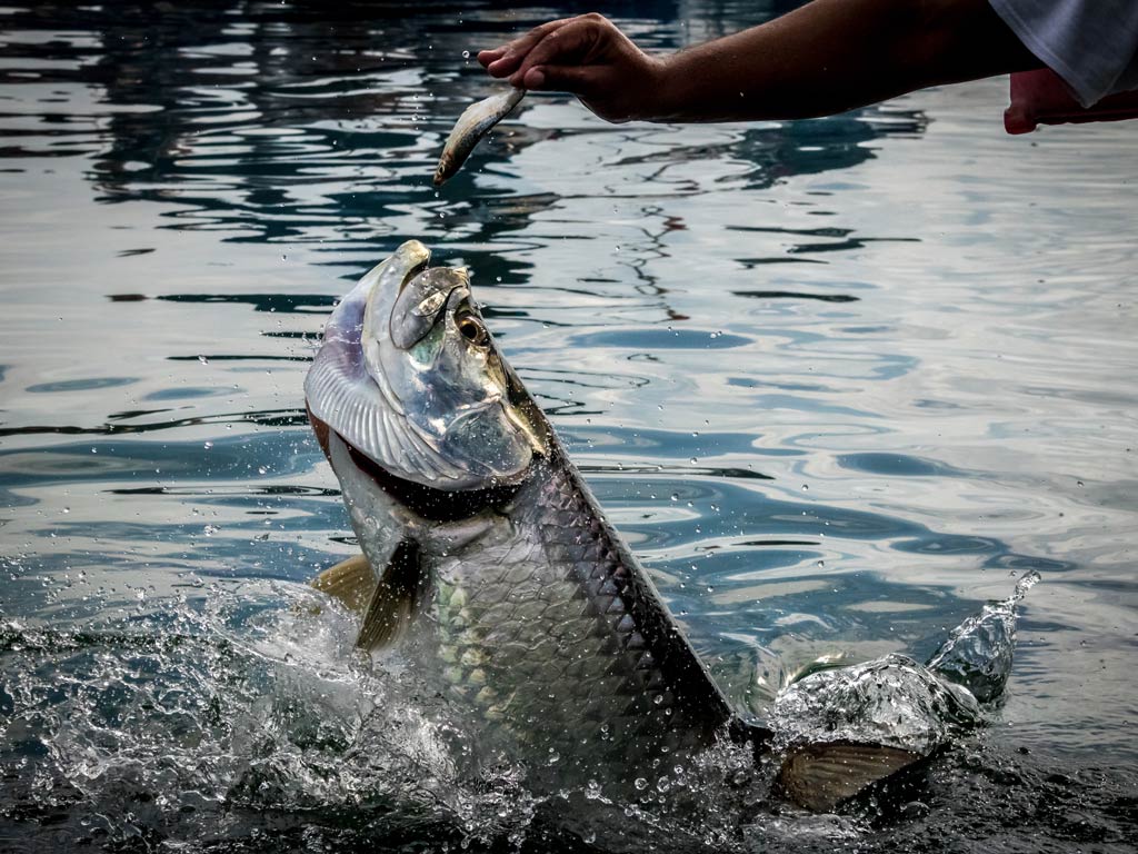 A photo featuring a hand holding bait fish and tempting a Tarpon while it’s leaping out of the water to reach it