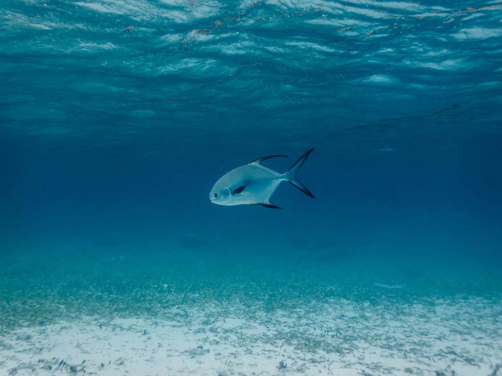 A photo featuring a small Permit swimming close to the surface in the shallow waters of Belize