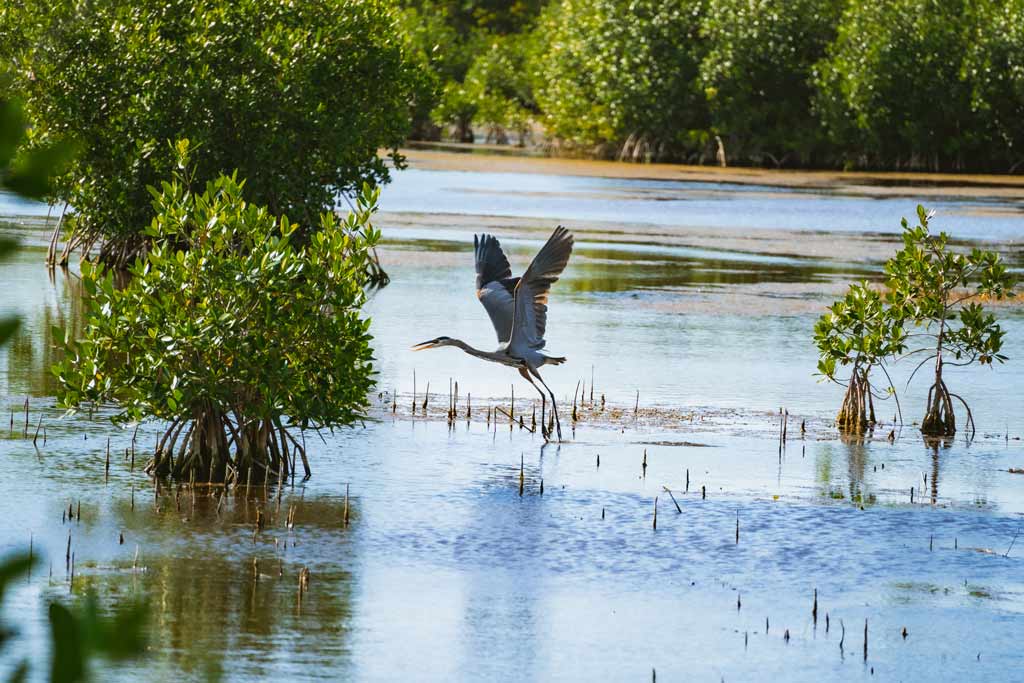 A view of the Everglades waters and greenery and a bird taking flight