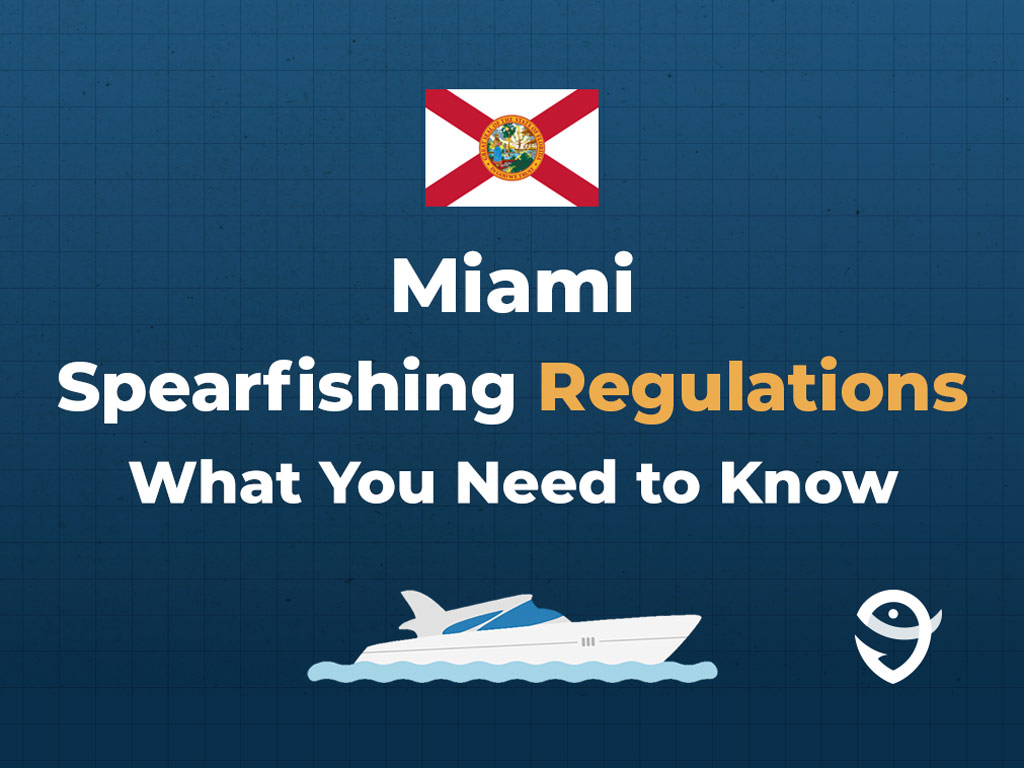 An infographic that says "Miami Spearfishing Regulations" and "What you need to know" against a dark blue background.