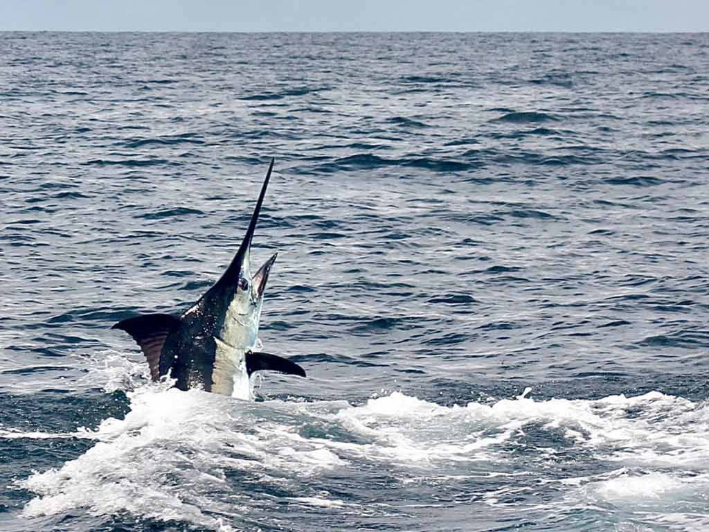 A shot of a hooked Marlin leaping halfway out of the water.