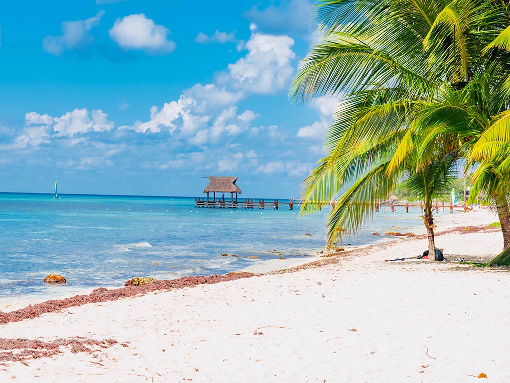 A view across a beach towards a fishing pier with a palm tree visible on a sunny day