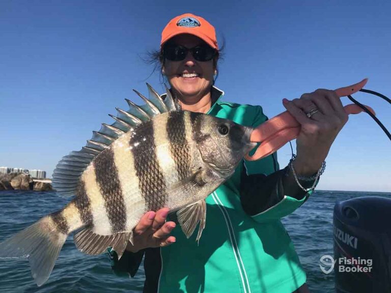 The Best Sheepshead Bait An Angler’s Guide for 2024