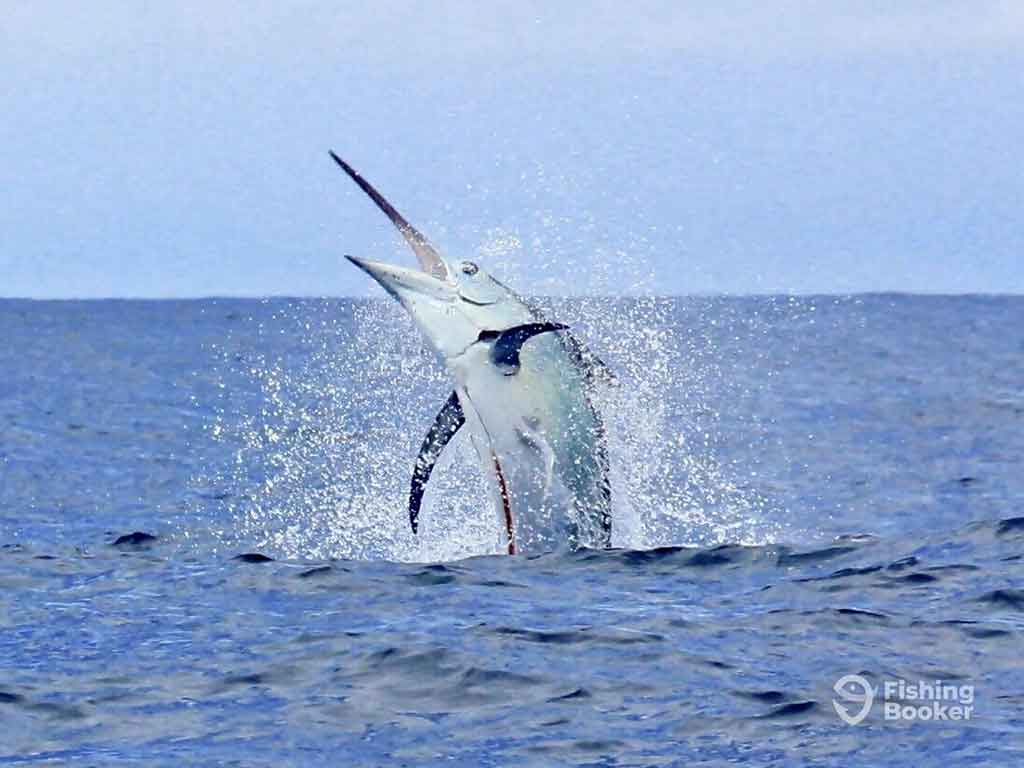 A view across the water towards a large Marlin leaping out of the deep blue water having taken the bait of a fishing line in Costa Rica on a cloudy day