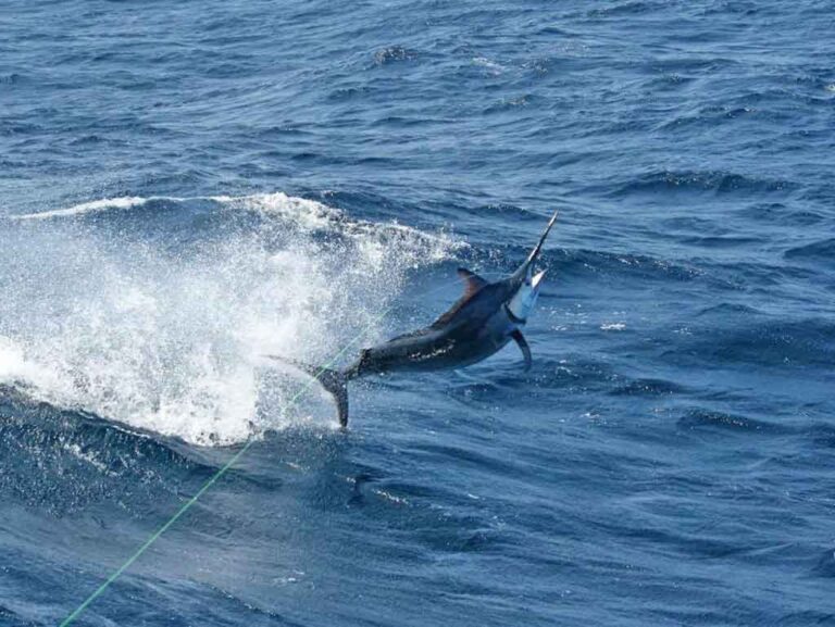 How to Go Marlin Fishing in Panamá: An Angler’s Guide for 2024