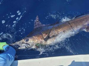 FishingBooker: How to Go Marlin Fishing in Panamá: An Angler’s Guide