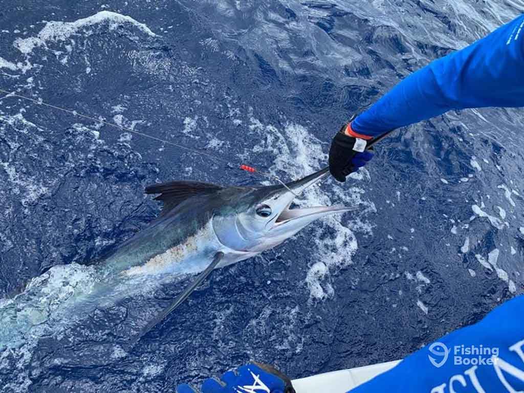 A view from above of a Marlin being held by its b ill over the side of a boat in the Cayman Islands by an angler wearing gloves and blue sleeves