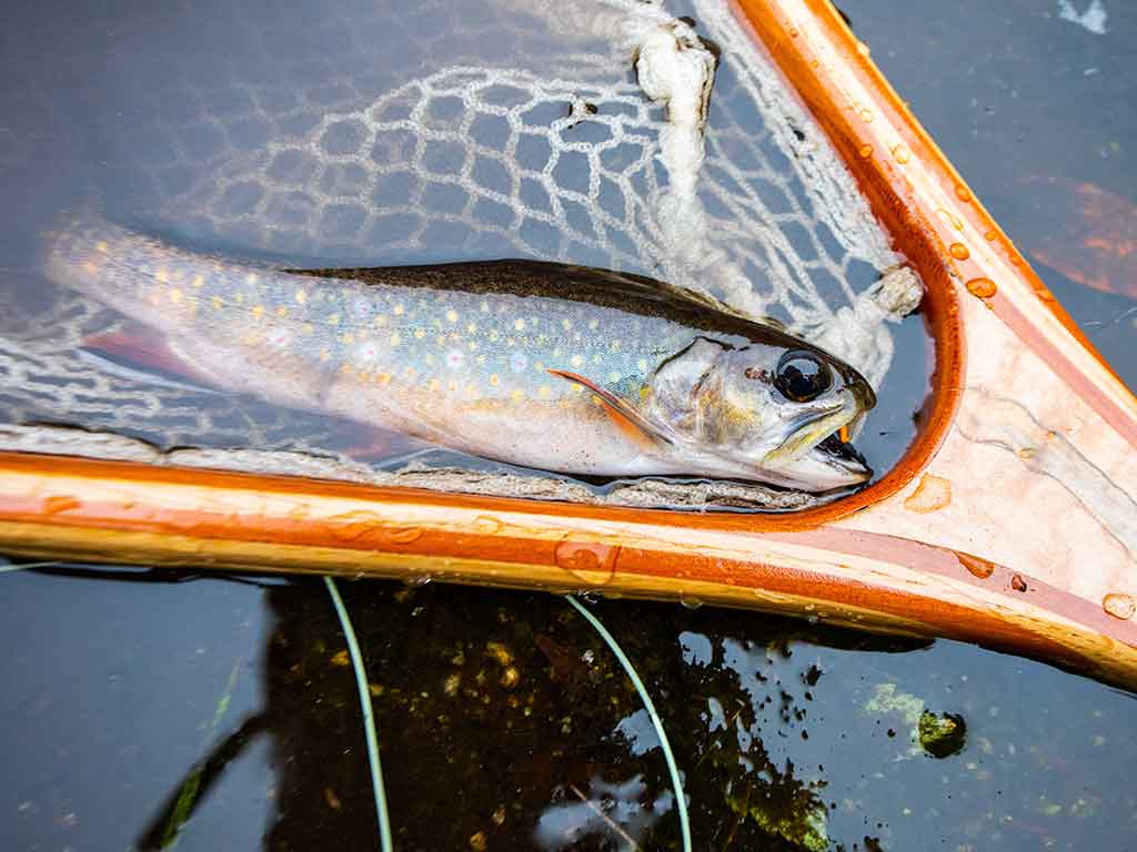 A closeup of a Brook Trout in a fishing net in the calm, shallow waters of North Carolina