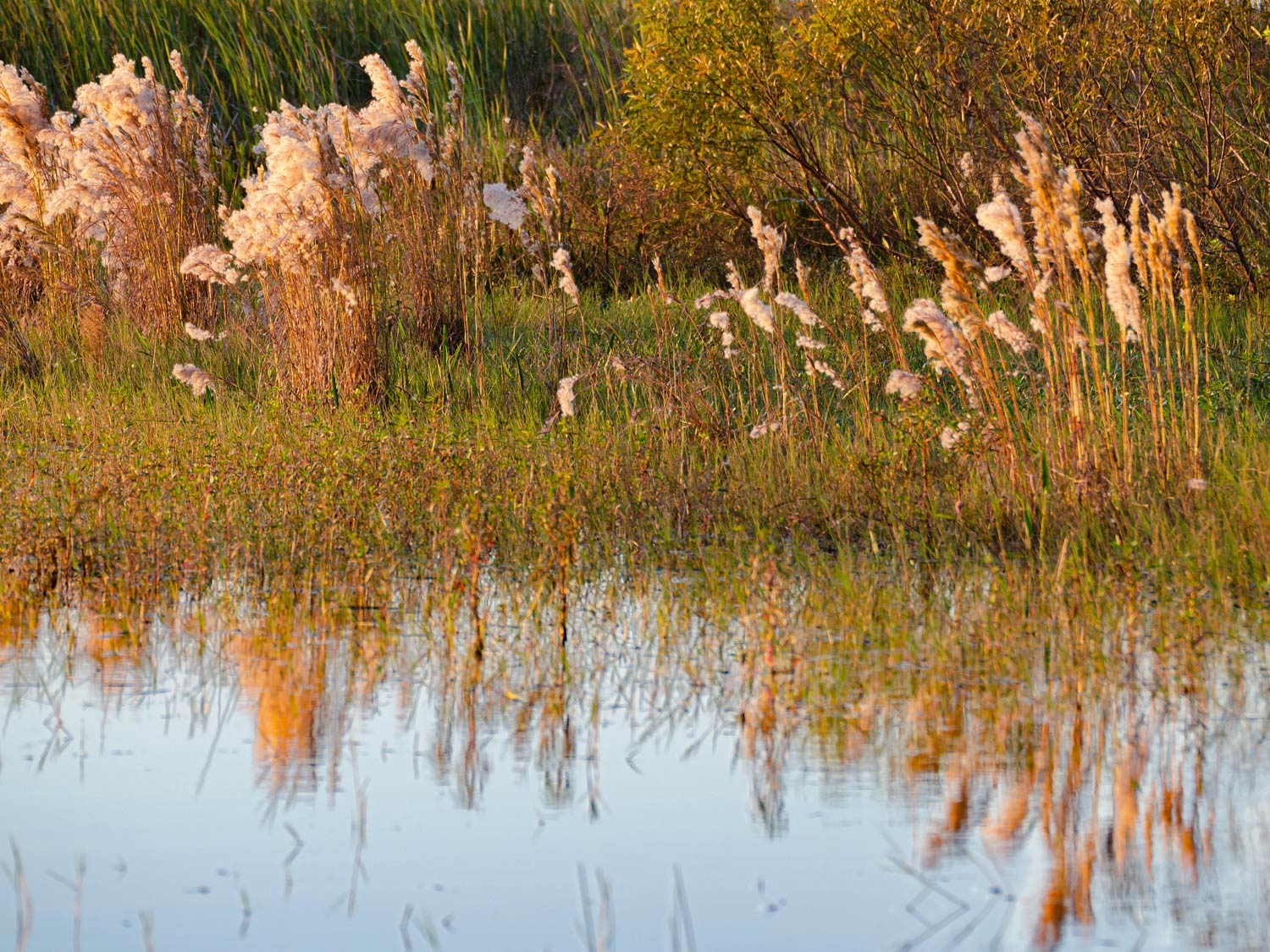 A photo of vegetation at Lake Tohopekaliga reflecting in the shallow coastal waters