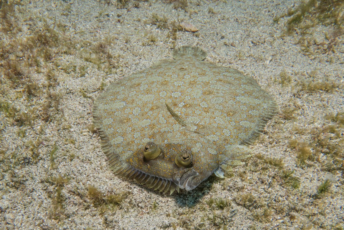 a flounder on the ocean floor