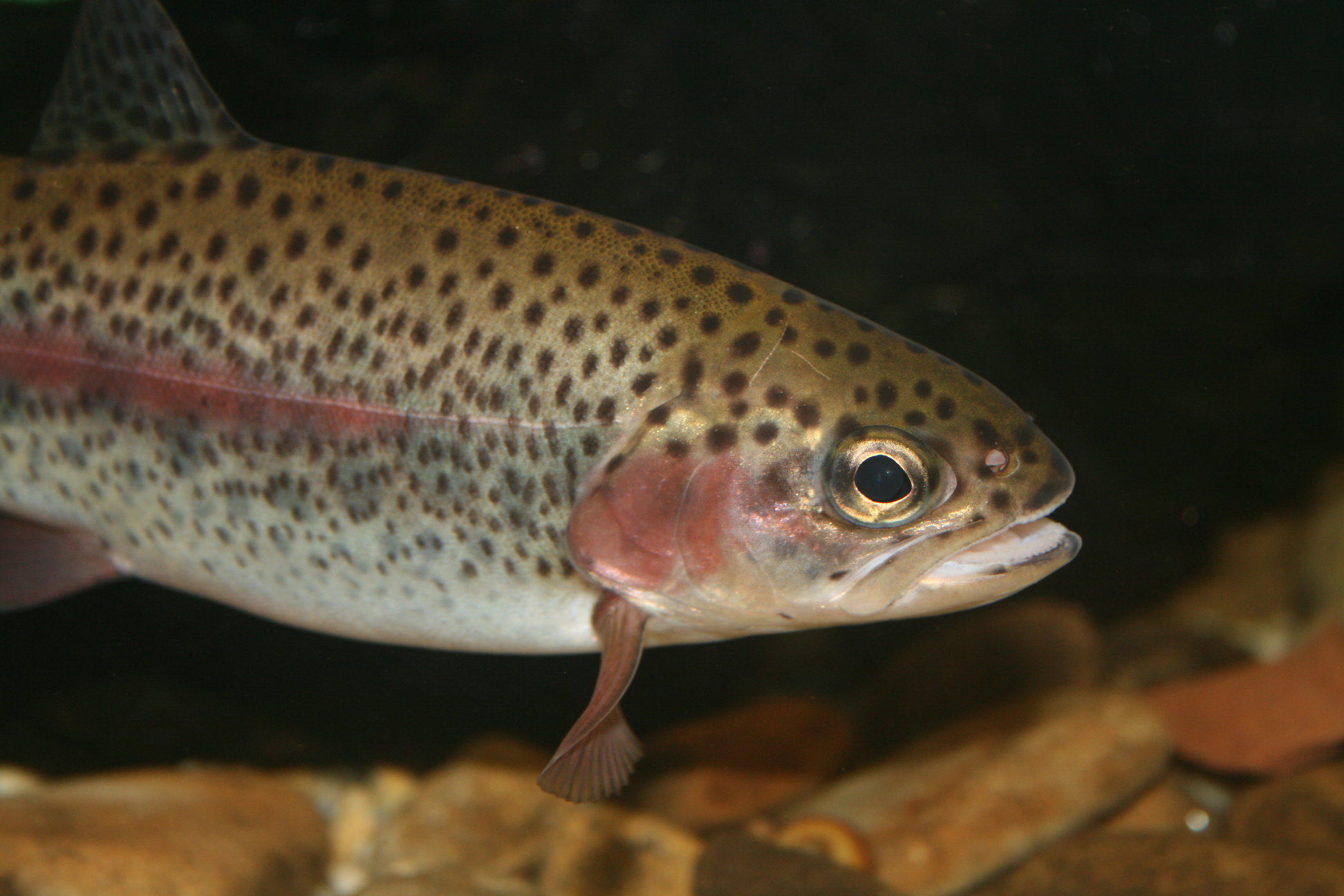 a juvenile rainbow trout with a prominent lateral line