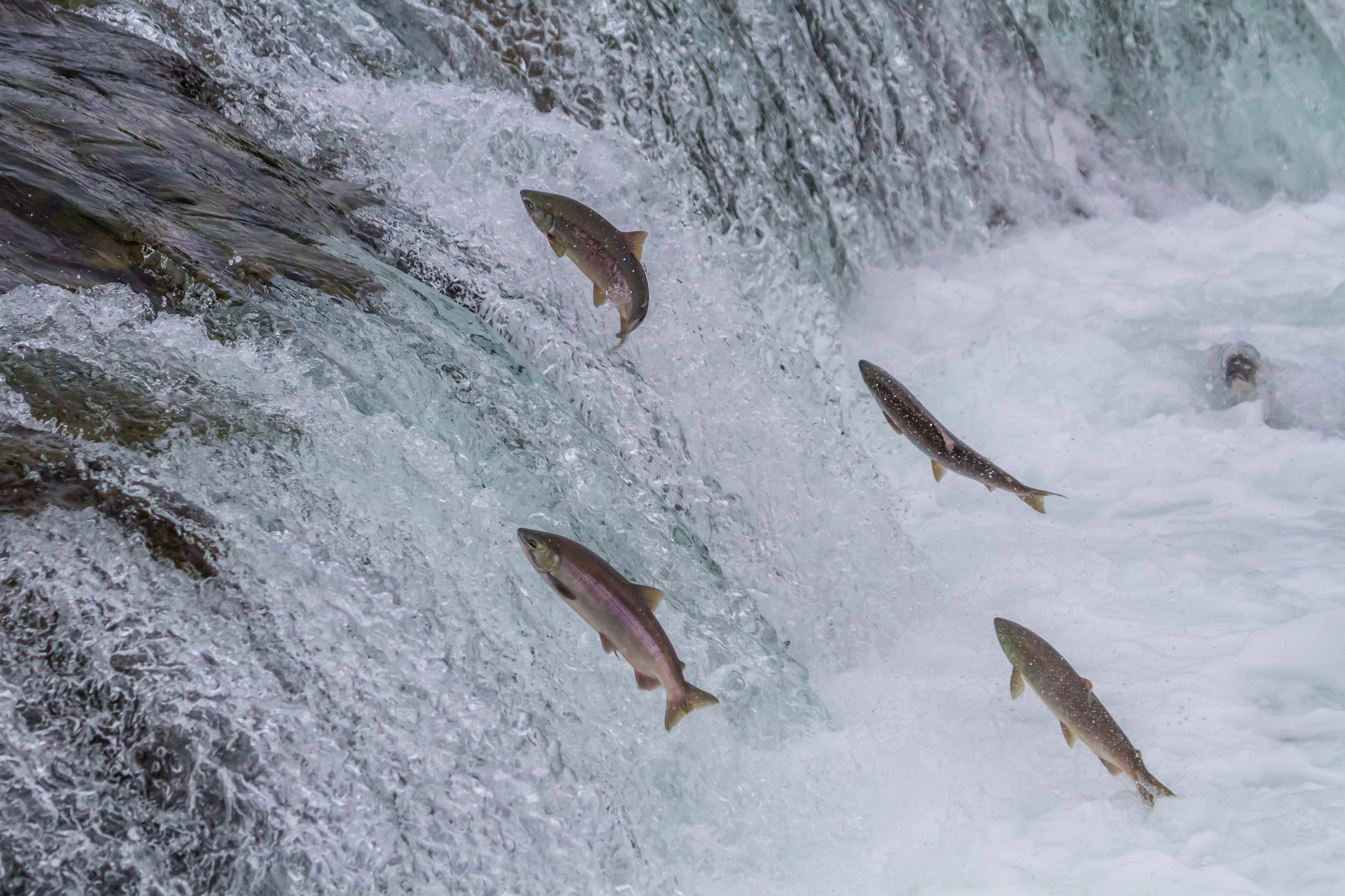 four Salmon trying to jump over a small waterfall