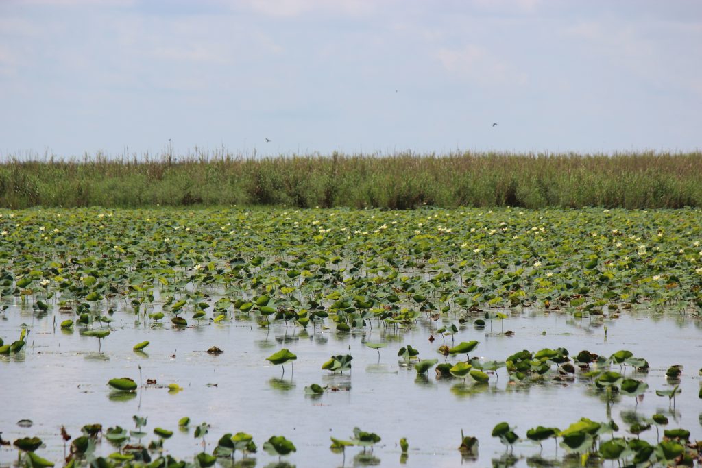 Anahuac Wildlife Reserve near Houston, Texas