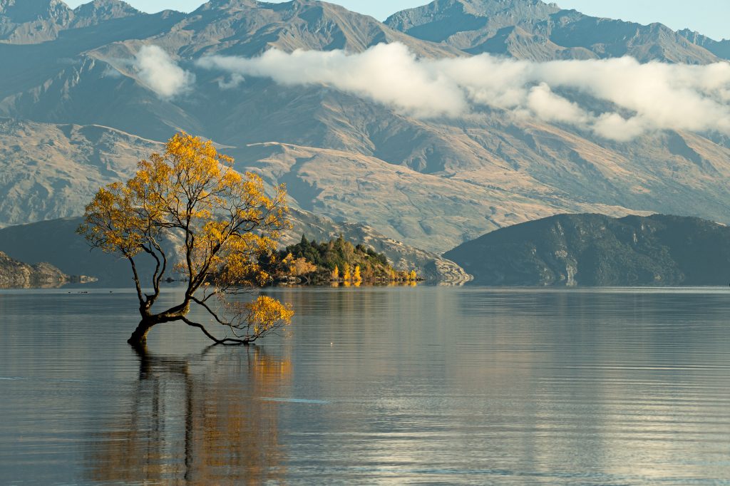 The famous tree on Lake Wanaka