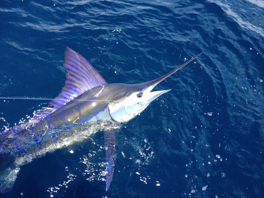 a Marlin on the hook near Paihia, New Zealand
