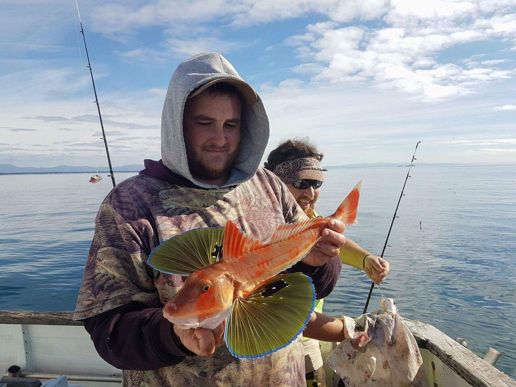 an angler holding a Gurnard on a fishing boat near Tauranga