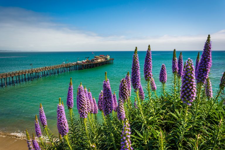 Pier Fishing in California: The Complete Guide