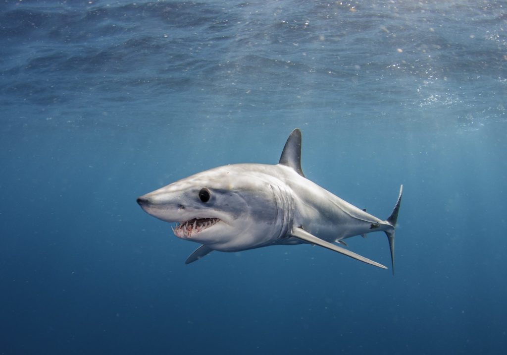 a Shortfin Mako Shark