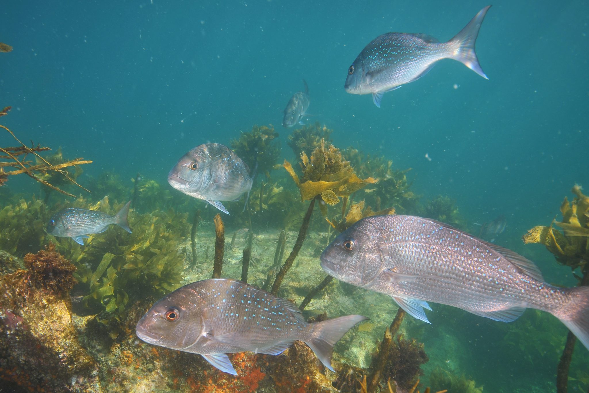 Snapper Ban in South Australia: The Whole Picture