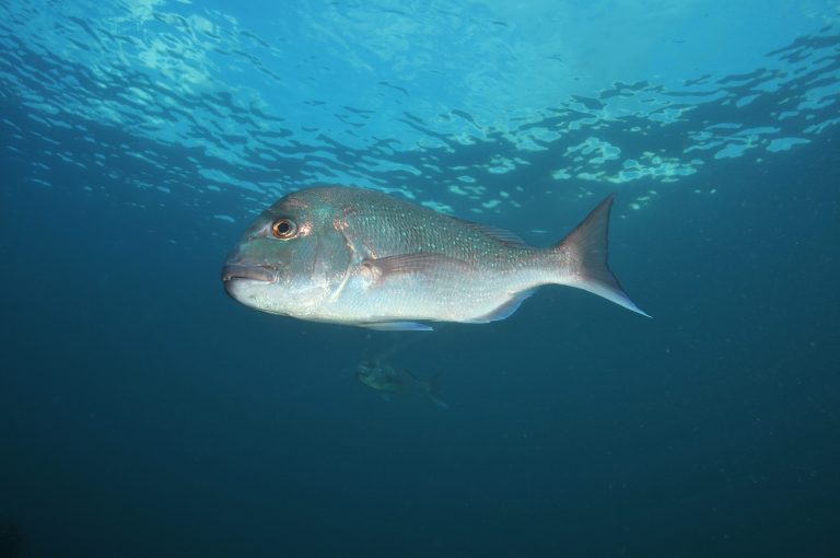 FishingBooker: Snapper Ban in South Australia: The Whole Picture