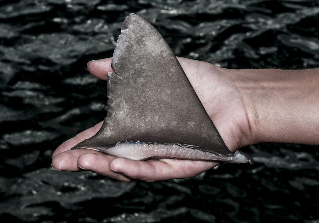 A hand holding a severed shark fin over water
