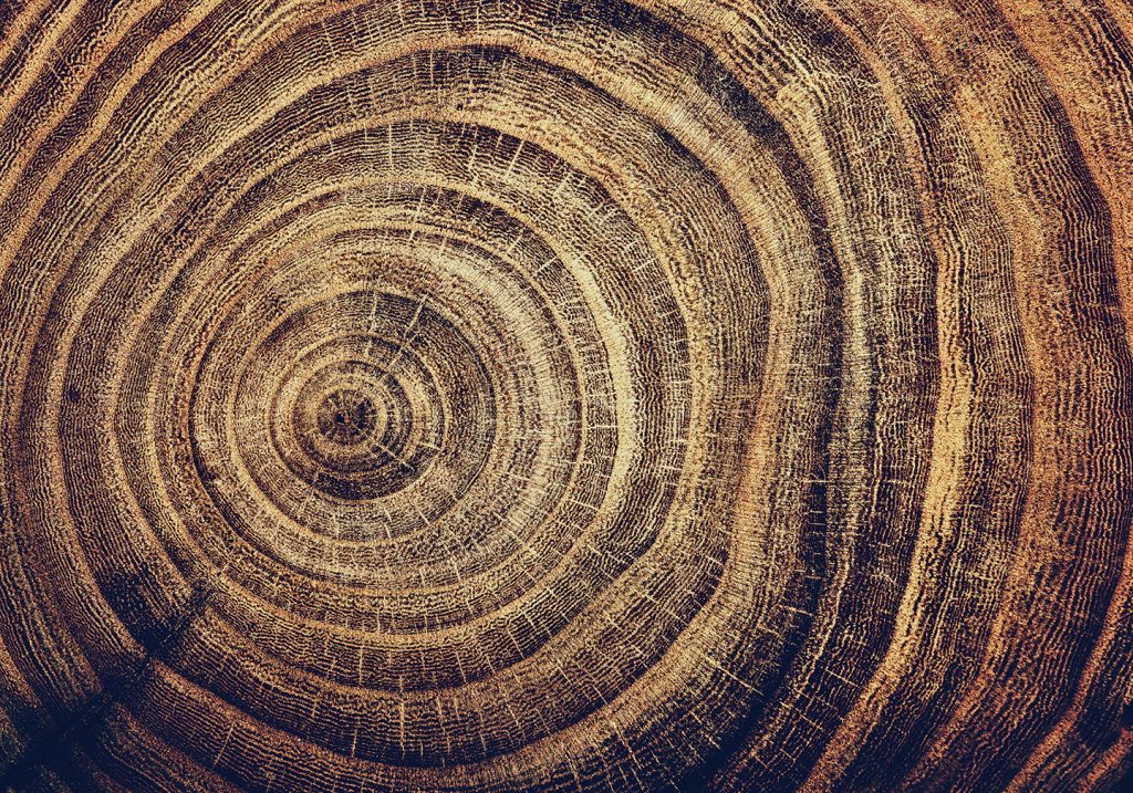 The rings of an old tree