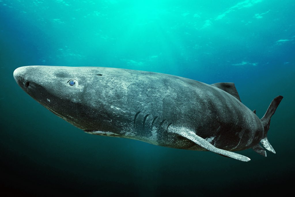 A large Greenland Shark, one of the longest-living animals on earth