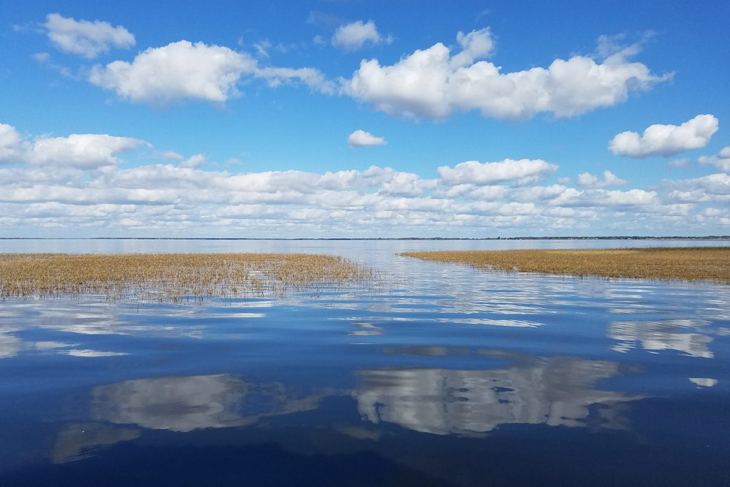 A view of Lake Toho taken from just above the water. Brown grass grows on the surface of the lake and land is visible in the distance. Clouds are reflected on the surface of the water in the foreground.