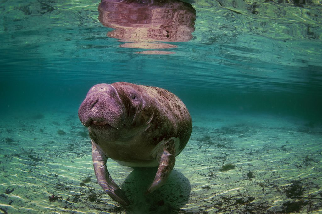 An underwater shot of a manatee swimming toward the camera in Crystal River, Florida. The manatee's back is reflected off the surface of the shallow clear water.