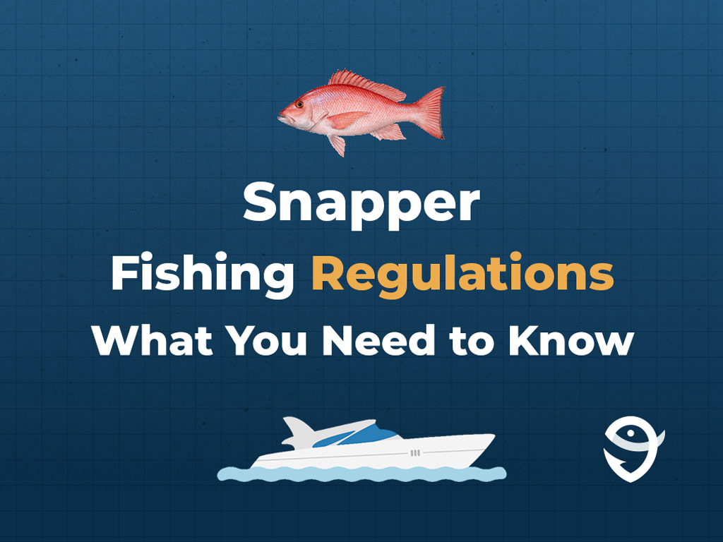 FishingBooker The Best Snapper Bait An Angler's Guide for 2023