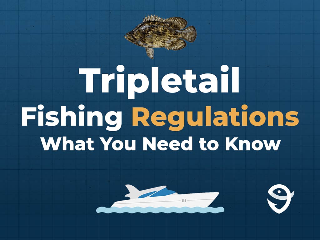 An infographic featuring a vector of a Tripletail fish above text that says "Tripletail Fishing Regulations What You Need to Know" along with the FishingBooker logo against a blue background