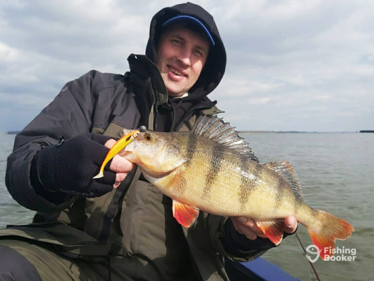 How to Go Perch Fishing: An Angler’s Guide