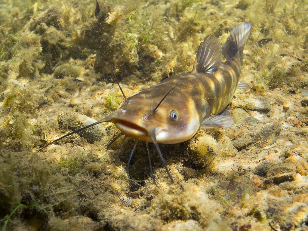 A photo featuring Yellow Bullhead, fish species perfectly blending with its underwater envirnoment