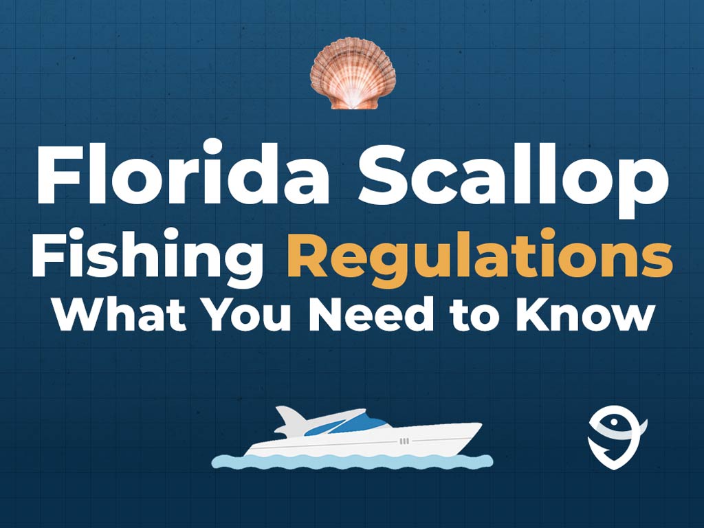 An infographic featuring a vector of a Scallop along with text that says "Florida Scallop Fishing Regulations What You Need to Know" against a dark blue background