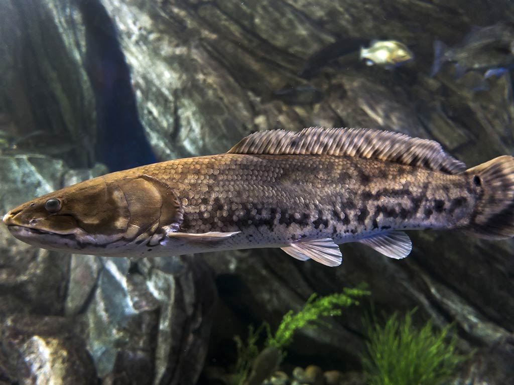 An underwater view of a Bowfin fish, swimming near rocks and vegetation