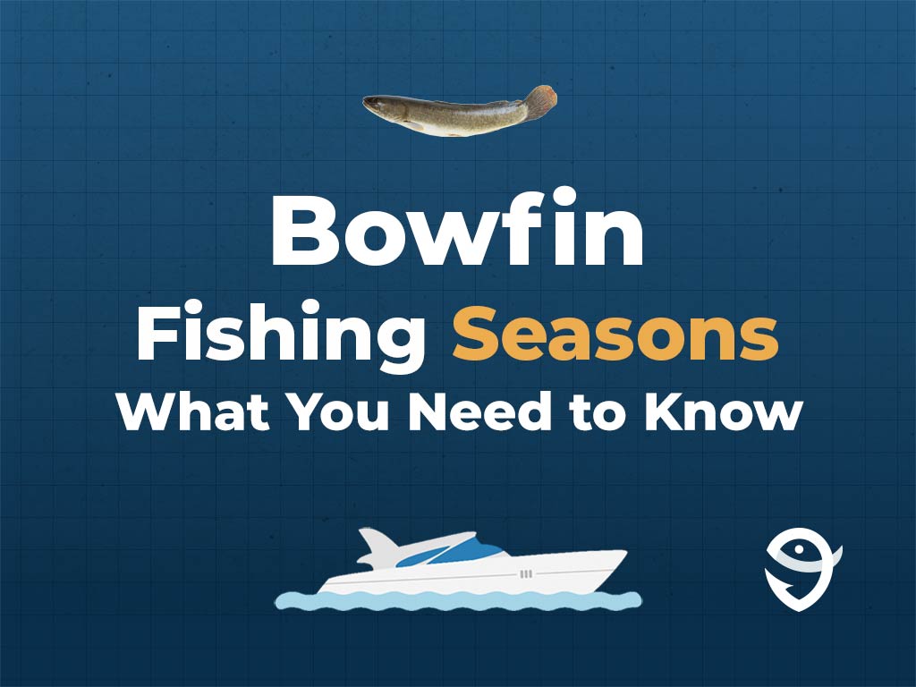 An infographic featuring a vector of a Bowfin fish above text saying "Bowfin Fishing Seasons, What You Need to Know" above a vector of a boat and the FishingBooker logo against a blue background