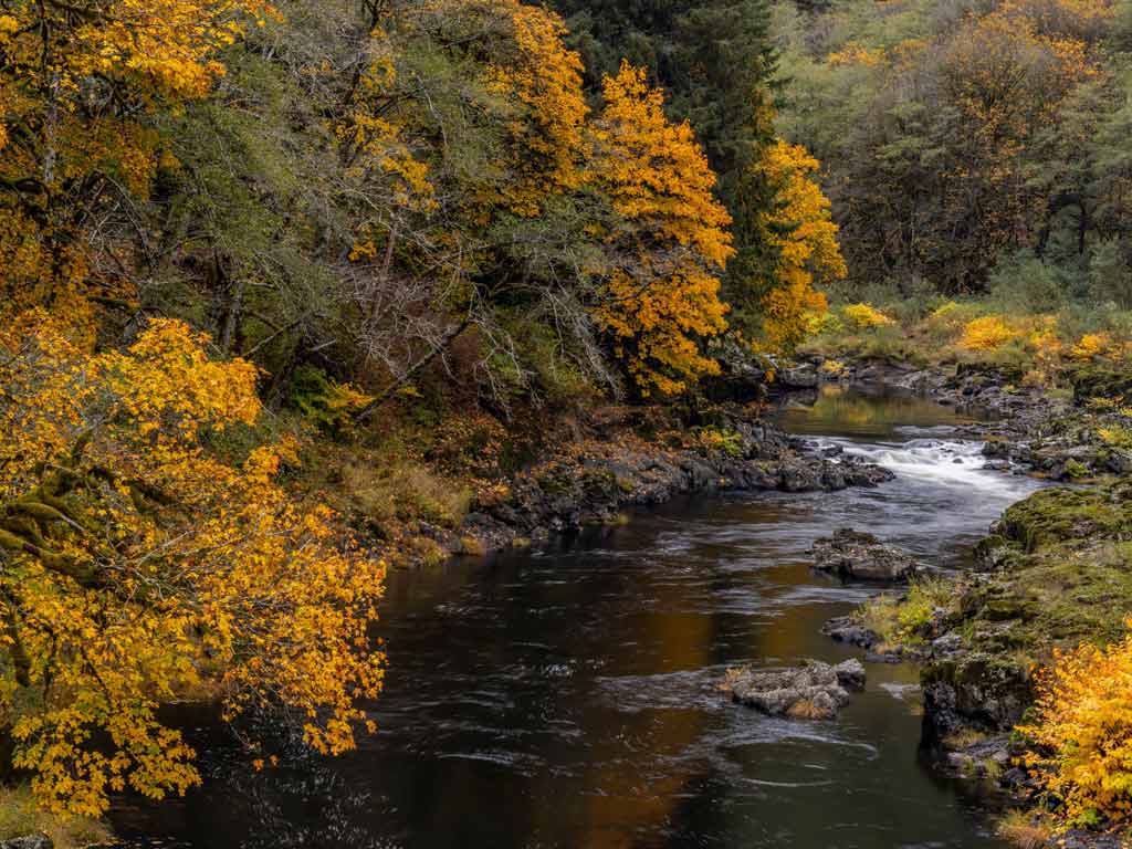 A scenic photo of the Nehalem River in Tillamook County, Oregon, one of the best destinations to go fishing on Veterans Day, surrounded by fall foliage