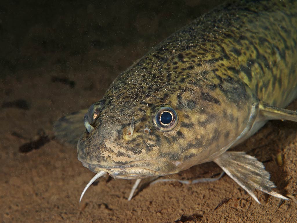 A closeup of a Burbot fish underwater swimming near the bottom of a river or lake