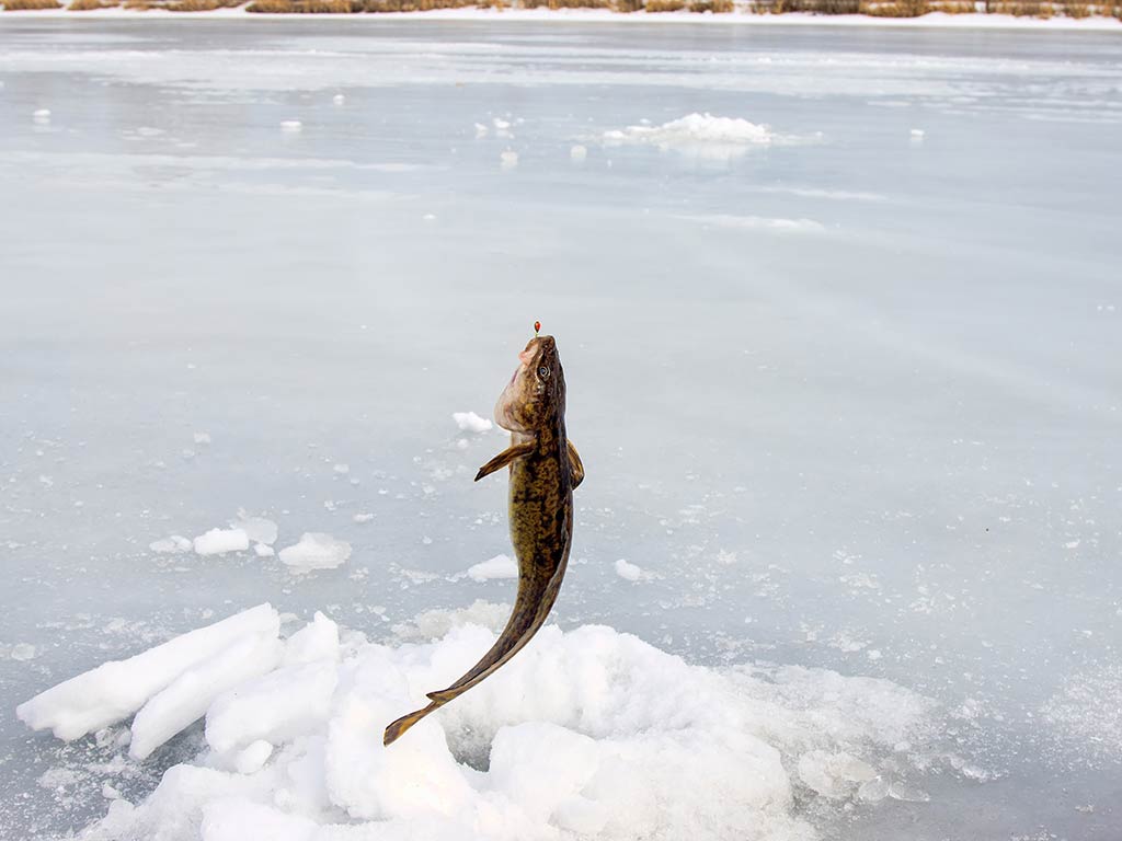 A Burbot fish suspended above a hole in the ice having been caught when ice fishing